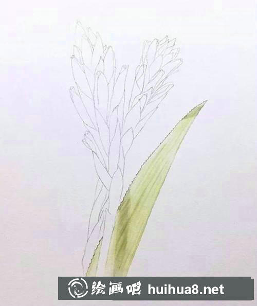 魁式鳳梨水彩畫