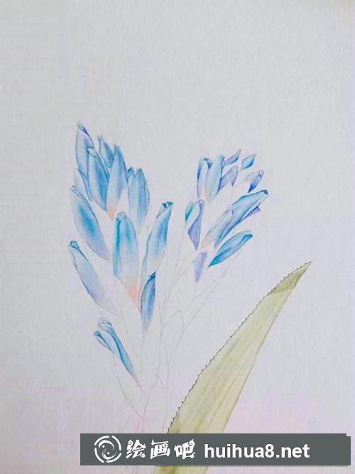 魁式鳳梨水彩畫