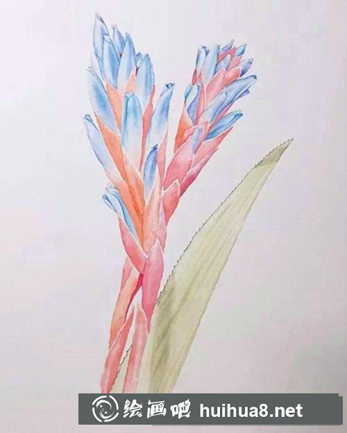 魁式鳳梨水彩畫