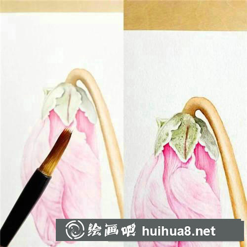 仙客來(lái)水彩畫(huà)