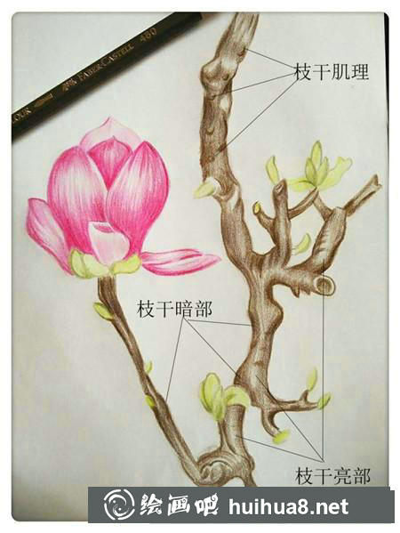 彩鉛畫教程