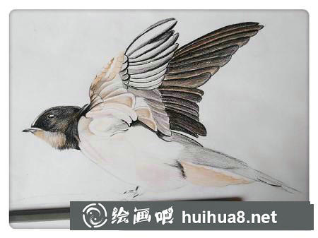 彩鉛畫教程