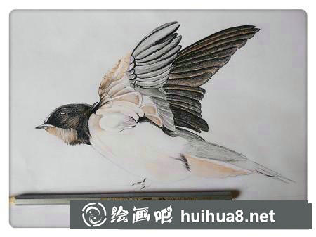 彩鉛畫教程
