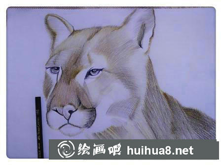 彩鉛畫教程