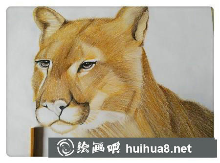 彩鉛畫教程