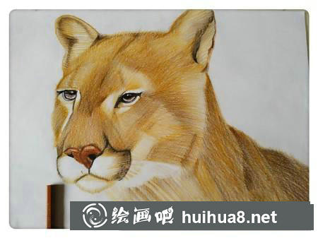 彩鉛畫教程