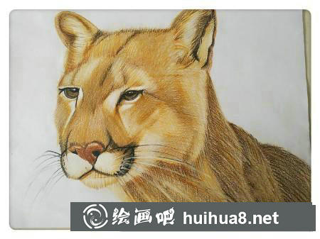 彩鉛畫教程
