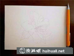 重瓣木槿花水彩畫教學攻略