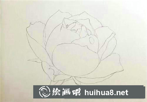 月季花水彩畫