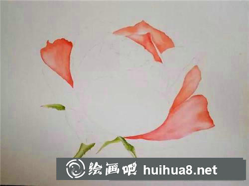 月季花水彩畫