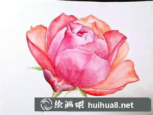 月季花水彩畫
