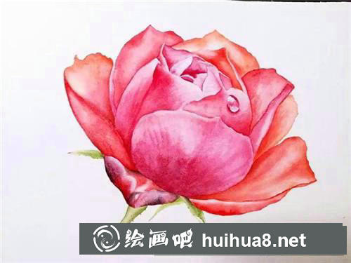 月季花水彩畫