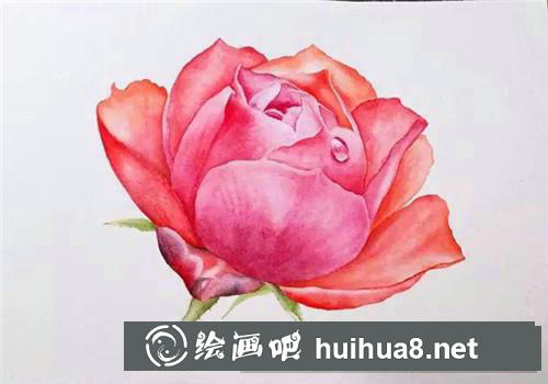 月季花水彩畫