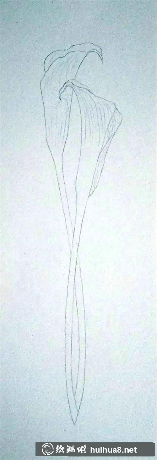 雙馬蹄蓮水彩畫