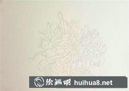 金背大紅菊花水彩畫(huà)