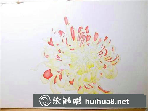 金背大紅菊花水彩畫(huà)