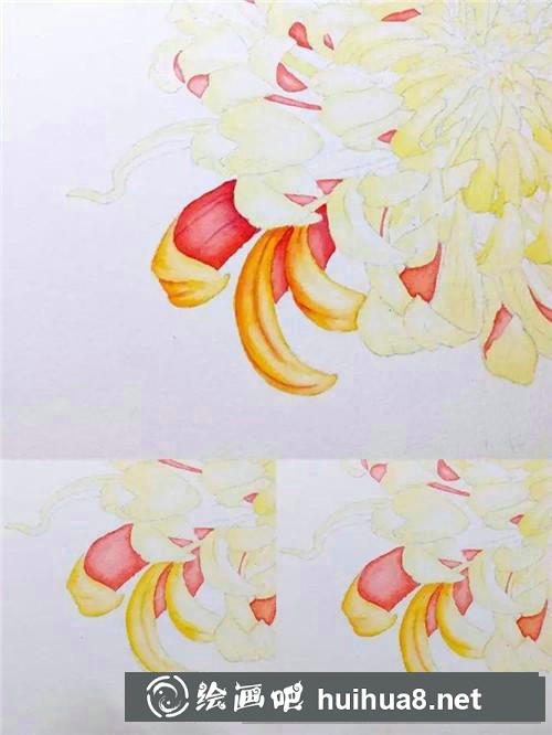 金背大紅菊花水彩畫(huà)