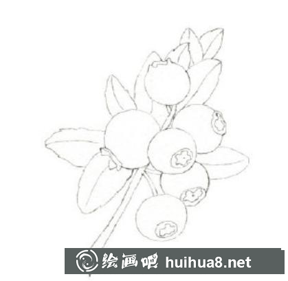 美味藍莓水彩畫教程