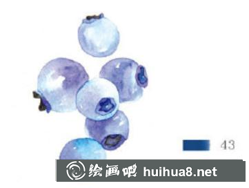美味藍莓水彩畫教程