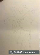 水彩畫(huà)教程百合花繪制技巧
