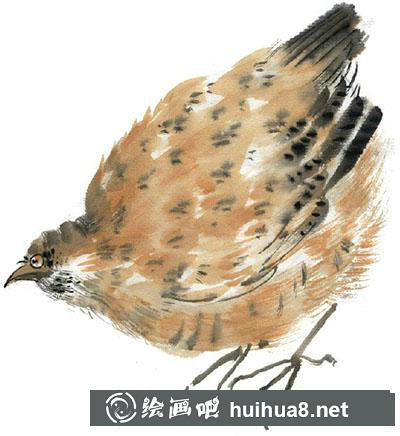國畫鵪鶉怎么畫