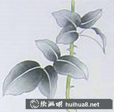 玫瑰葉子著色畫法