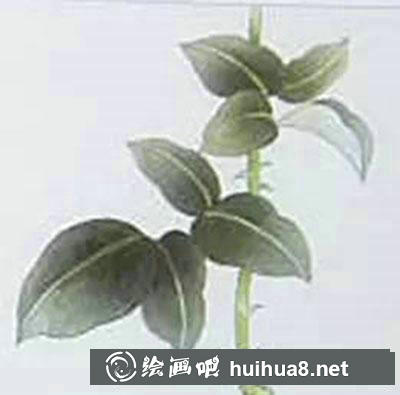 玫瑰葉子著色畫法