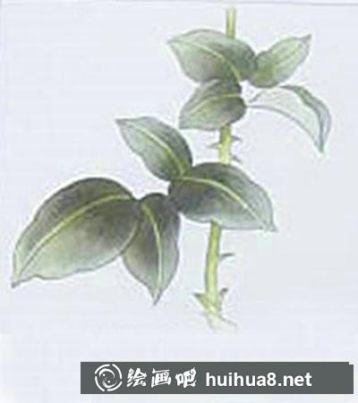 玫瑰葉子著色畫法