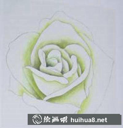白玫瑰著色畫法教程