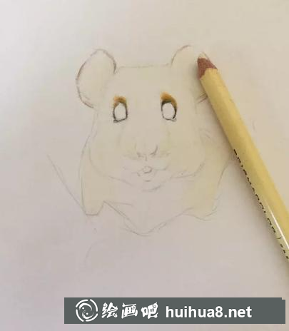 彩鉛畫金絲熊