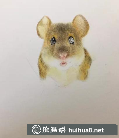 彩鉛畫金絲熊
