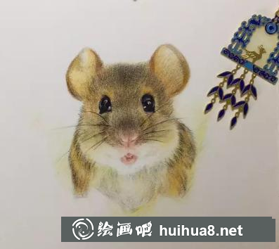 彩鉛畫金絲熊
