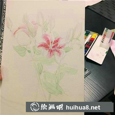 百合繪畫(huà)步驟2