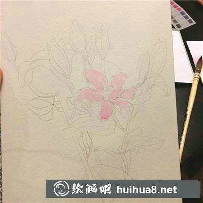 百合繪畫(huà)步驟1