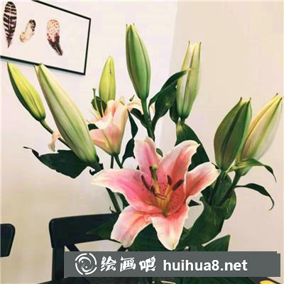 百合實(shí)物