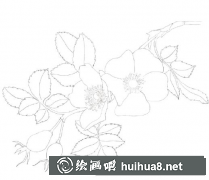 彩鉛犬薔薇繪畫教程