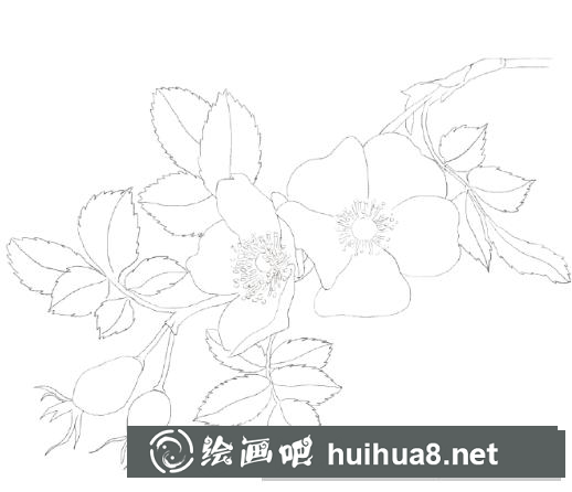 怎么畫犬薔薇