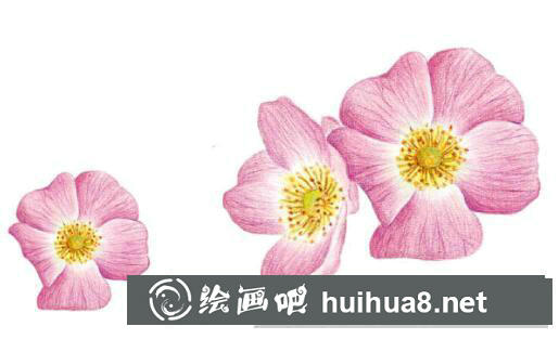 怎么畫犬薔薇