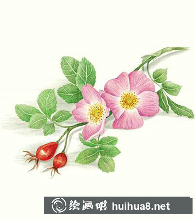 怎么畫犬薔薇