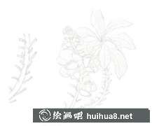 彩鉛畫教程炮彈樹繪制方法