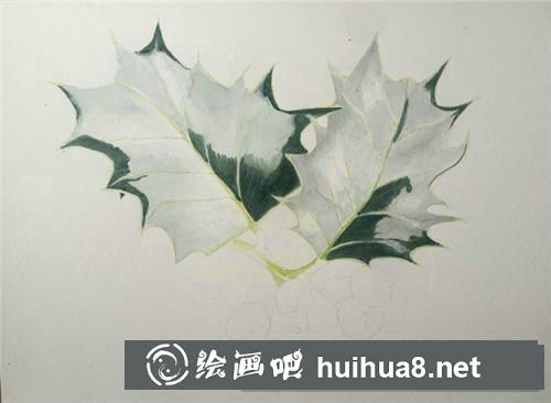 翠綠冬青水彩畫(huà)