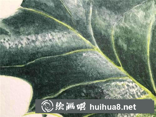 翠綠冬青水彩畫(huà)