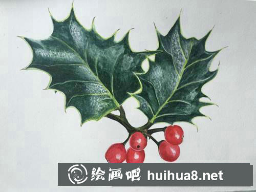 翠綠冬青水彩畫(huà)