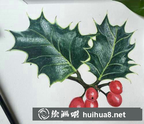 翠綠冬青水彩畫(huà)