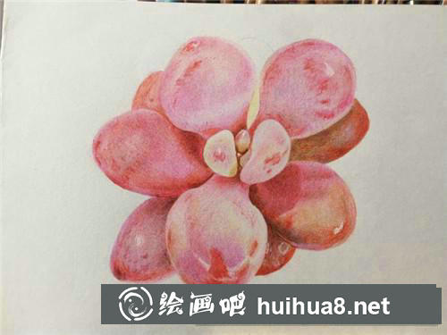 多肉桃蛋彩鉛畫