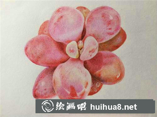 多肉桃蛋彩鉛畫