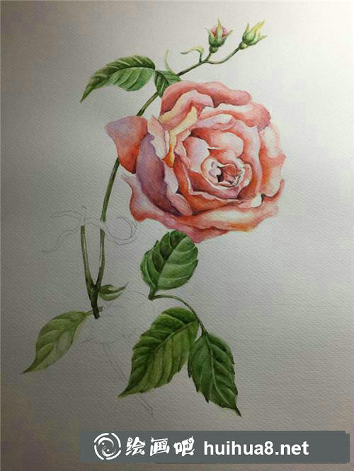 怒放的玫瑰花水彩畫