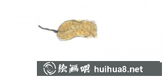 國畫入門：花生繪制技法