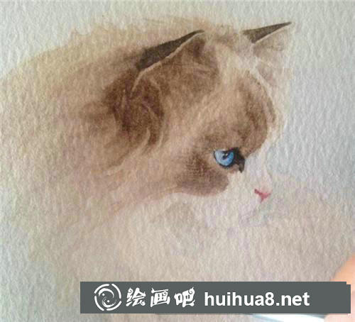 布偶貓水彩畫