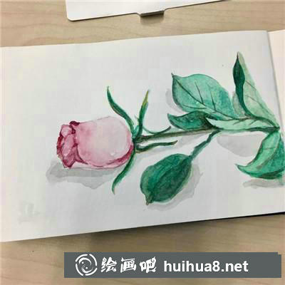 玫瑰水彩 玫瑰水彩